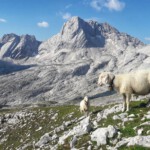 Bergschafe auf dem Zugspitzplatt